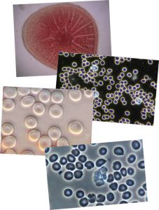 Multi-Mode Imaging