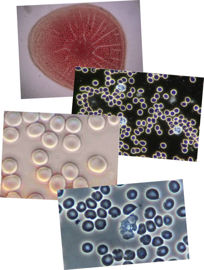 Multi-Mode Imaging